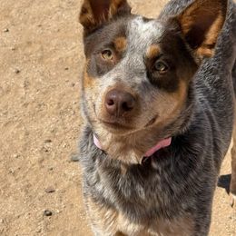 Delta - Australian Cattle Dog