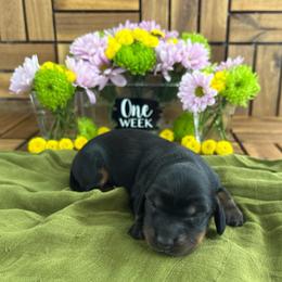 Forest - Black and tan male Dachshund puppy in Miami, Florida from Oscar's Dachshunds