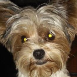 Biewer Terriers and Yorkshire Terriers from Thumbs Up Precious Pups