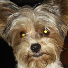 Biewer Terriers and Yorkshire Terriers from Thumbs Up Precious Pups