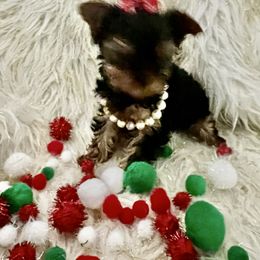 Baby Girl - Blue and gold female Yorkshire Terrier puppy in Darrington, Washington from Seven Cedars Yorkies