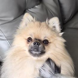 Odin - Pomeranian