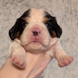 Penny - Tri-color female Cavalier King Charles Spaniel puppy in Stilwell, Oklahoma from Love Bug Cavaliers