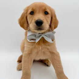 Boy 1 - Golden male Golden Retriever puppy in Chicago, Illinois from Urbane Retrievers