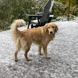 Lexie - Golden Retriever