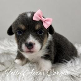 Kiwi - Gray and white female American Corgi puppy in White Hall, Maryland from Folly Acres Corgis