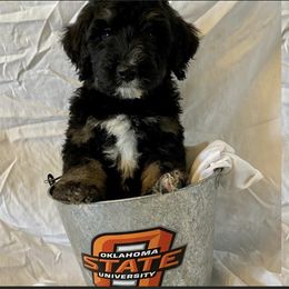 Bernedoodle Puppies from Crider’s Critters