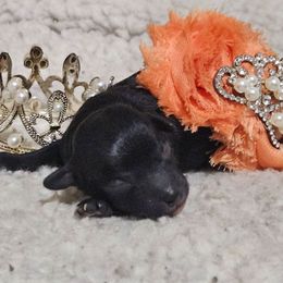 Mambo - Black male Maltipoo puppy in Arkansas from Brew House