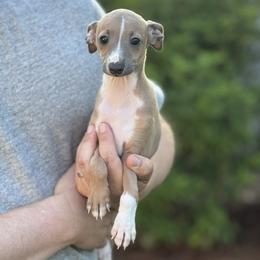 Boy 1 - Blue fawn male Italian Greyhound puppy in Sugar Valley, Georgia from Pinnacle Farm and Kennel