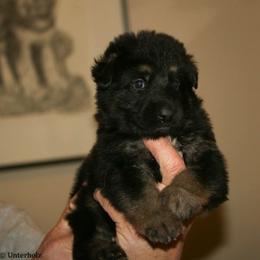 German Shepherd Puppies from Drache Feld