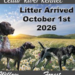 Boy 5 - Liver male German Shorthaired Pointer puppy in Chetek, Wisconsin from Susan's German Shorthaired Pointers