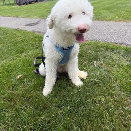 Poodle puppies from Pixie Poodles