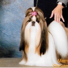 Aria - Shih Tzu