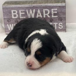 Camron Jr - Black tri male Toy Australian Shepherd puppy in Norco, California from River Springs Aussies