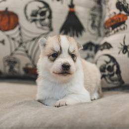 Hecate - Gray and white female Siberian Husky puppy in Front Royal, Virginia from North River Siberians