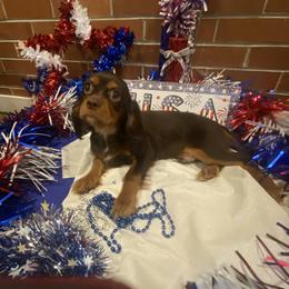 Cavalier King Charles Spaniel puppies from Cavaliers Love