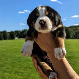 Blue Boy, Lincoln - Black, white and red male Greater Swiss Mountain Dog puppy in Edinboro, Pennsylvania from Greater Swiss of Whitetail Acres