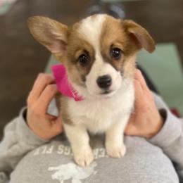 Pembroke Welsh Corgi Puppies from Chrismark