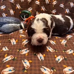 Trip - Liver white and roan male English Springer Spaniel puppy in Braidwood, Illinois from A & R Springers