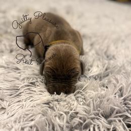 Dahlia - Blue female Great Dane puppy in Norton, Ohio from Guilty Pleasure Great Danes & Frenchies