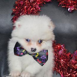 Jasper - Lavender male Pomeranian puppy in Laredo, Texas from SASH Poms