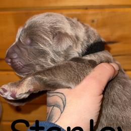 Stanley - Isabella male German Shepherd puppy in Fort Jennings, Ohio from Von Holtzapple German shepherds