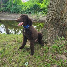 Poodle Puppies from My Buddies Puppies