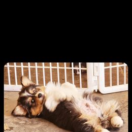 Pembroke Welsh Corgi Puppies from Top-Notch Paws