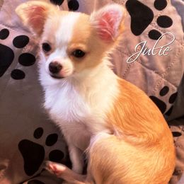 Julie - Chihuahua
