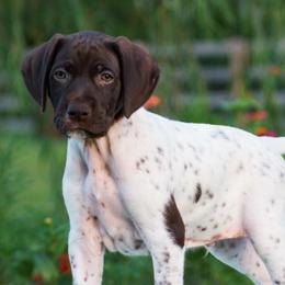 Harbor - Liver and white male German Shorthaired Pointer puppy in Chocowinity, North Carolina from Foxtail Hollow