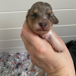 Dolly - Blue and cream female Dachshund puppy in Wolf Lake, Indiana from Canisteo Dachshunds