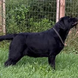 Dumpling - Labrador Retriever