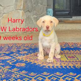 Harry - Yellow male Labrador Retriever puppy in Rogue River, Oregon from PNW Labradors