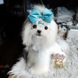 Merry - Maltese