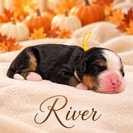 River - Tri-color male Bernedoodle puppy in Idaho from Bernese By Barzees