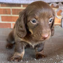 Slink - Chocolate and tan male Dachshund puppy in Mount Airy, North Carolina from Mayberry Dachshunds
