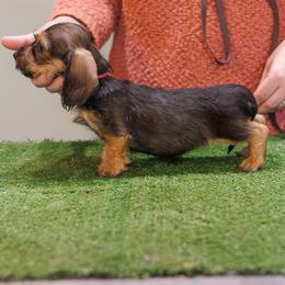 Bree - Red female Dachshund puppy in Auxvasse, Missouri from Above Par Kennels