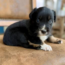 Lori - Black tri-color female Australian Shepherd puppy in Statesville, North Carolina from Charming Australian Shepherds