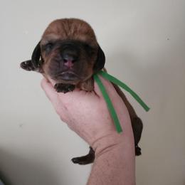 Green Collar - Mahogany and white female Basset Hound puppy in Alton, Illinois from Show Me Great Danes and Basset Hounds
