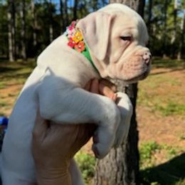 Gigi - White female Boxer puppy in Statesboro, Georgia, Georgia from Mischievous Boxers