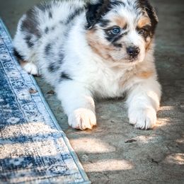 North - Australian Shepherd puppy from Cloverdale Australian Shepherds