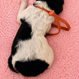 Gale - Parti female Poodle puppy in Washington, Pennsylvania from Patriotic Poodles