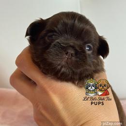 Coco - Liver female Shih Tzu puppy in Walkertown, North Carolina from Lil’ Bit’s Shih Tzu