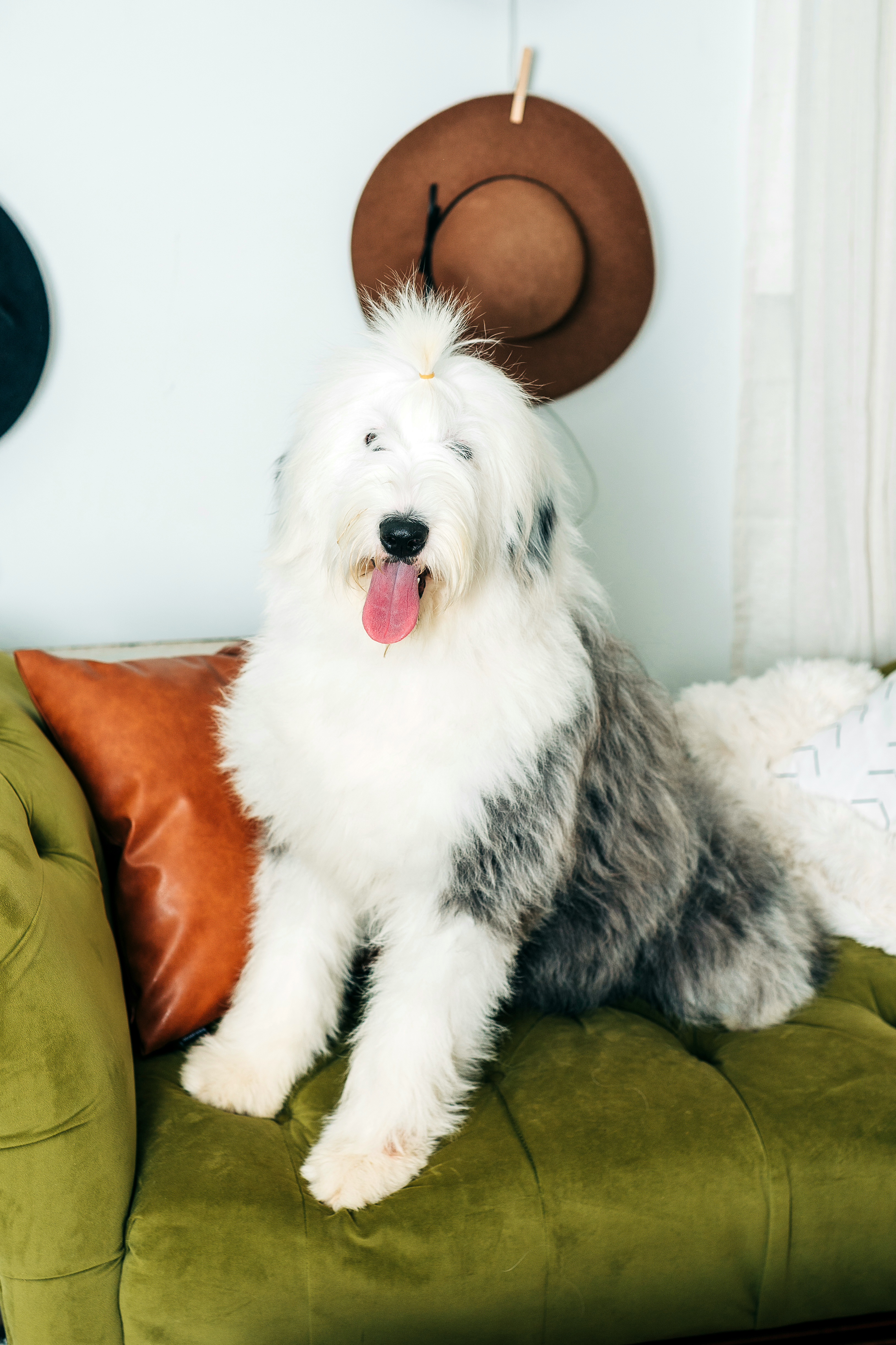 Willa - Old English Sheepdog