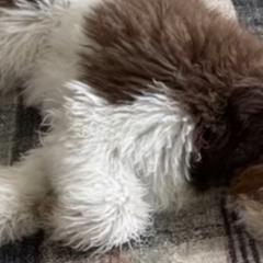 Aussiedoodles and Australian Mountain Doodles from Signature Doodles