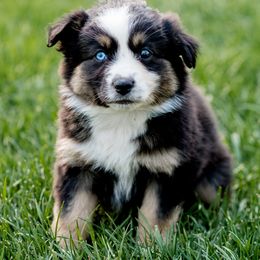 Girl 3 - Black tri Miniature Australian Shepherd puppy in Avon, Montana from Sun Dog Mini Aussies