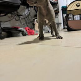 Italian Greyhound Puppies from Castro’s Italian greyhounds