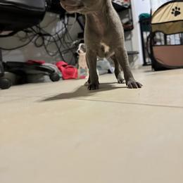 Italian Greyhound Puppies from Castro’s Italian greyhounds