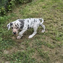 Flageolet - Harlequin male Great Dane puppy in Monroe County, Pennsylvania from Poke-A-Nose Danes