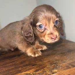 CoCo - Fawn (isabella) and cream male Dachshund puppy in Salisbury, North Carolina from Shy’s Teenie Weenies